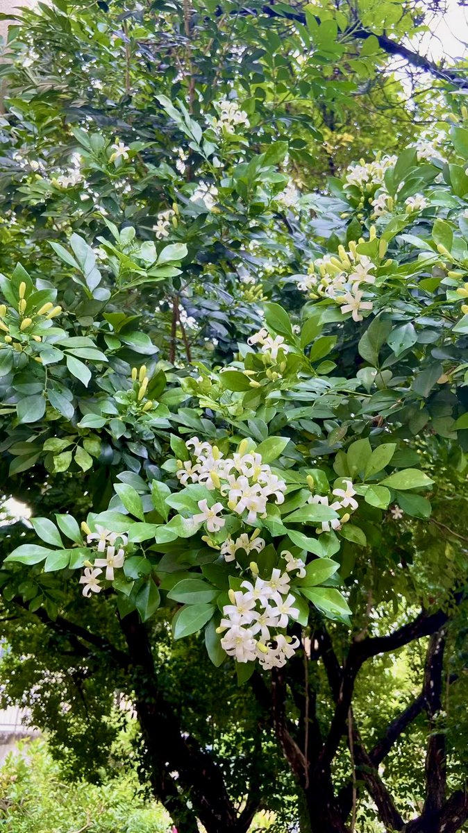 🌧️Good morning 清晨的那株九里香