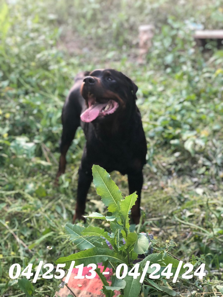 Troy Vom Heidenblut 🌈💔🐾 tweet media