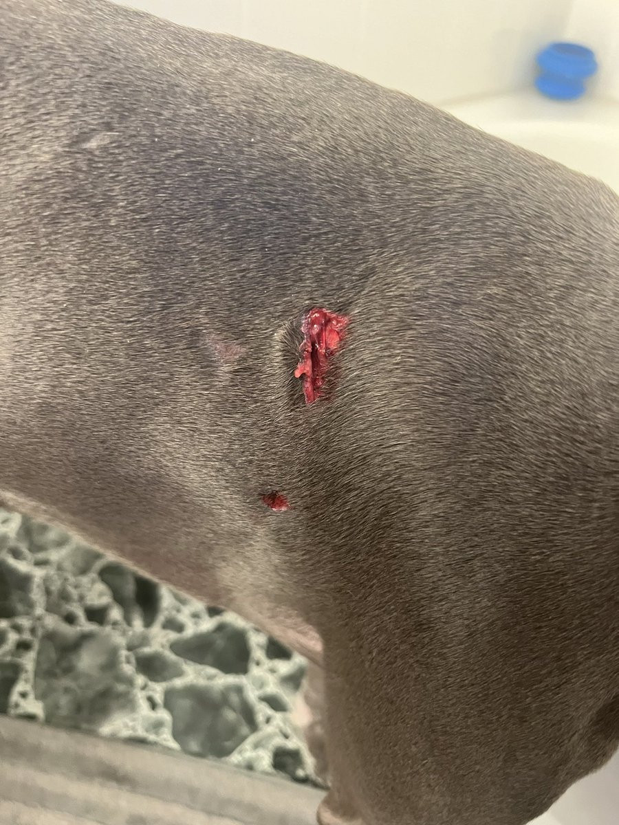 BlazeDrinkwine's tweet photo. Little bugger hurt himself like it was the Grand Prix
:(
.
He’s in good spirits and is fine, just needs to rest and heal up now. #Whippets #Whippet #Dogs #Injury #GrandPrix #FastDogs #PoorDoggo https://t.co/mANlXx69HP