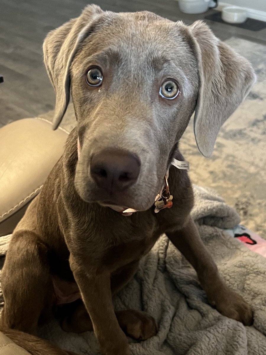 WOOPSArmy's tweet photo. Share your moonpups with us!
#moonpups #PuppyLove https://t.co/Ipzgf92yhW