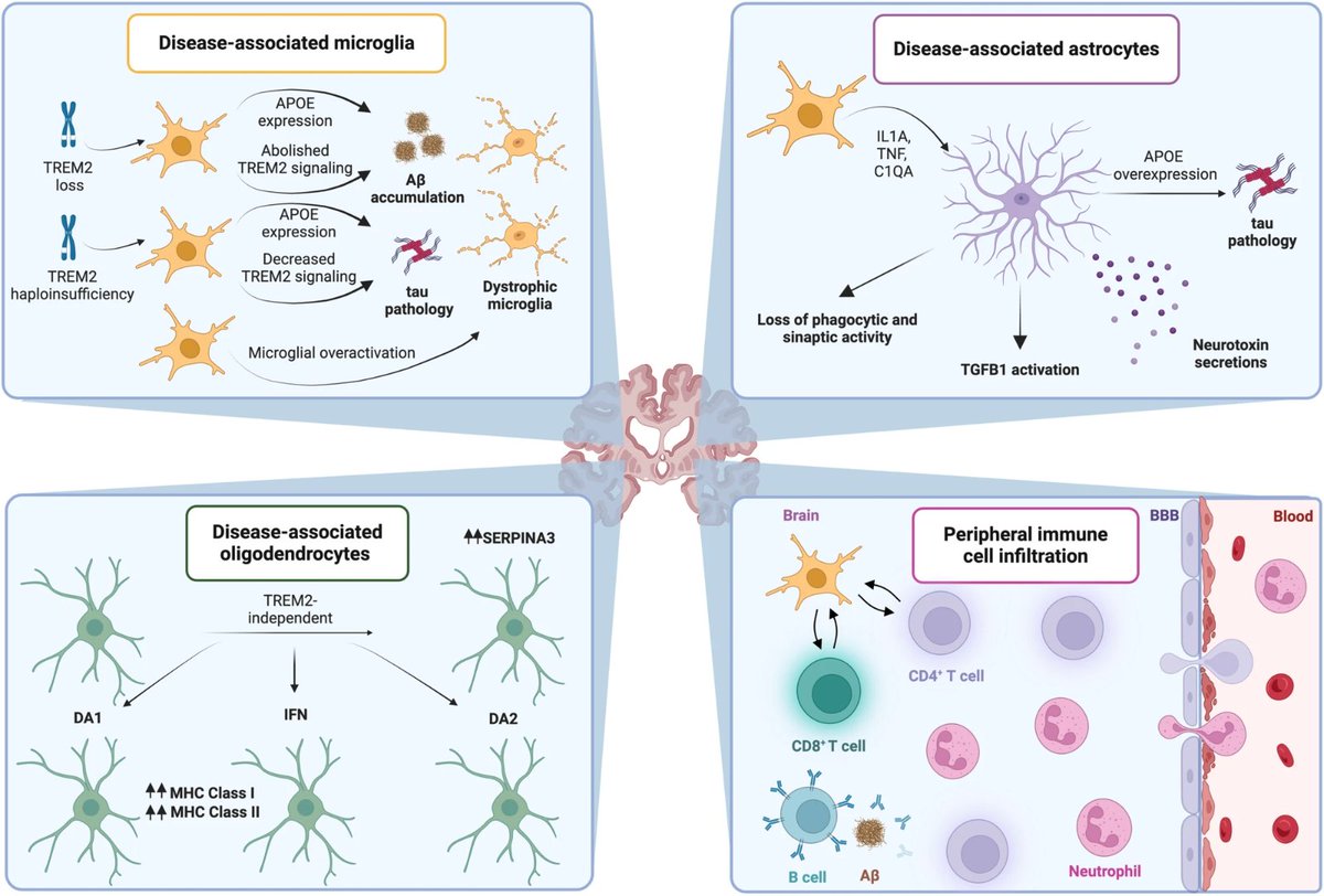 Immunological aspects of central neurodegeneration @deadoc80 nature.com/articles/s4142…