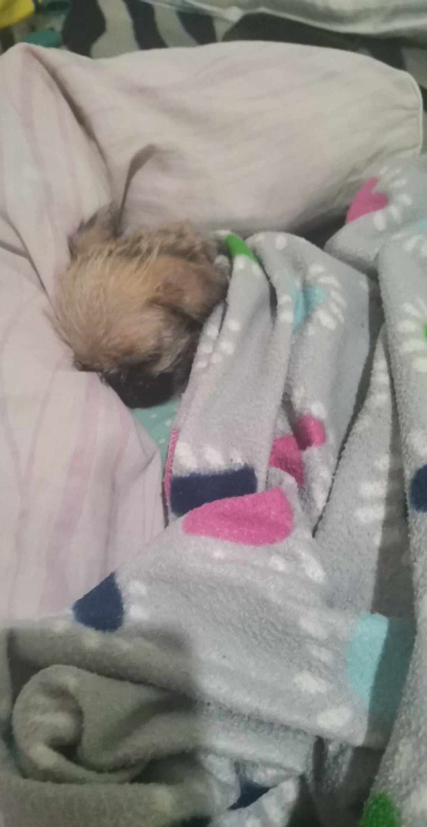 zaaaaandroid's tweet image. run free our little momo 🥺