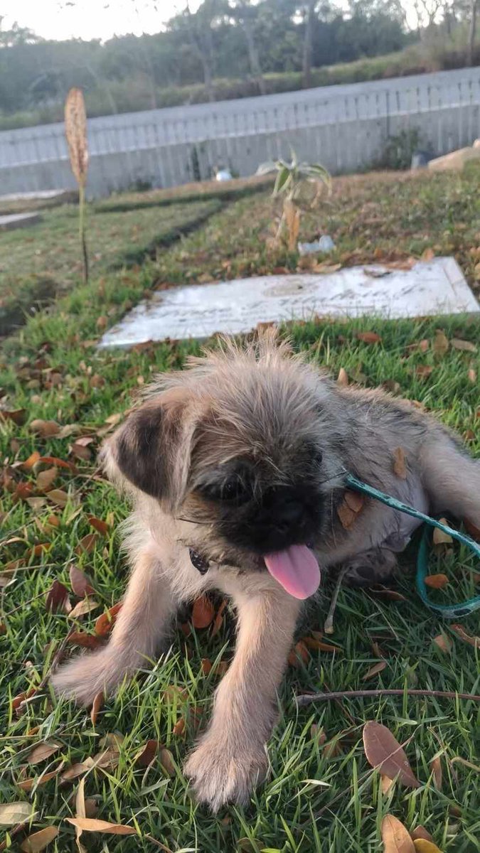 zaaaaandroid's tweet image. run free our little momo 🥺