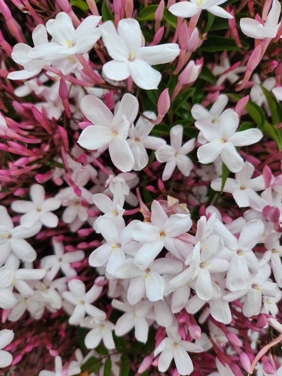 大阪府茨木市
おはようございます☺️🍀
4/25(木)晴れ　気温14~25℃
やっと晴れましたね☀️

ハゴロモジャスミン🌿❤️🤍🌿
赤い蕾から白い花が満開
花の王と言われるぐらい強い
フローラル調の香りが特徴です😎

素敵な一日になりますよう🌈🫶💐
今日もよろしくお願いします💕

ウォーキングに行ってきます