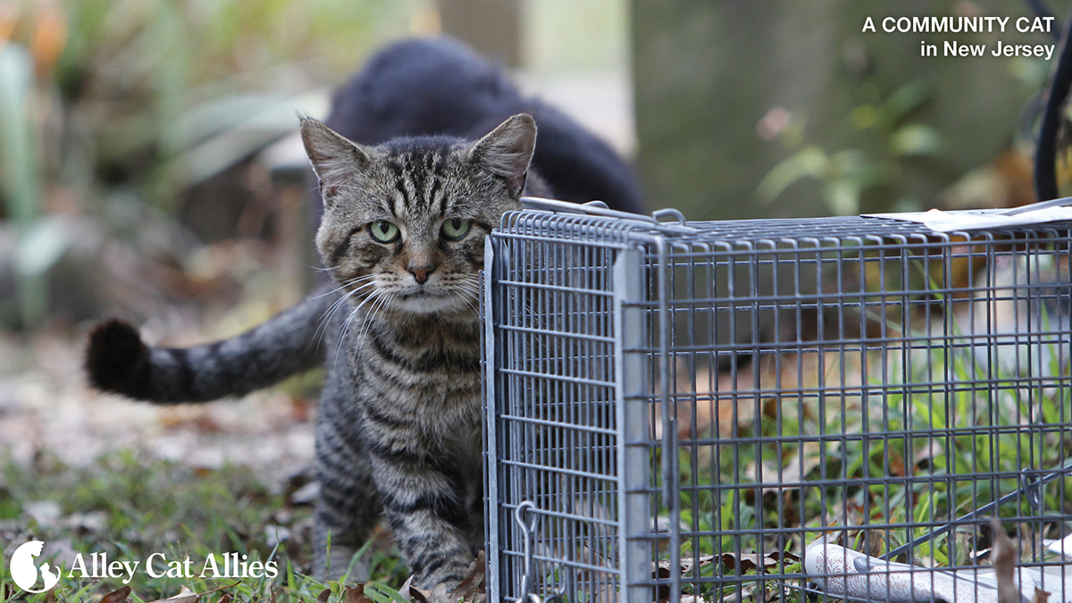 Today is #HelpAnimalsDay, so share the best way to help community cats outdoors: #TNR! As the only humane and effective approach to community cats, #TNR improves cats' lives, protects community cats from being impounded and killed in shelters, and more: alleycat.org/TNRGuide