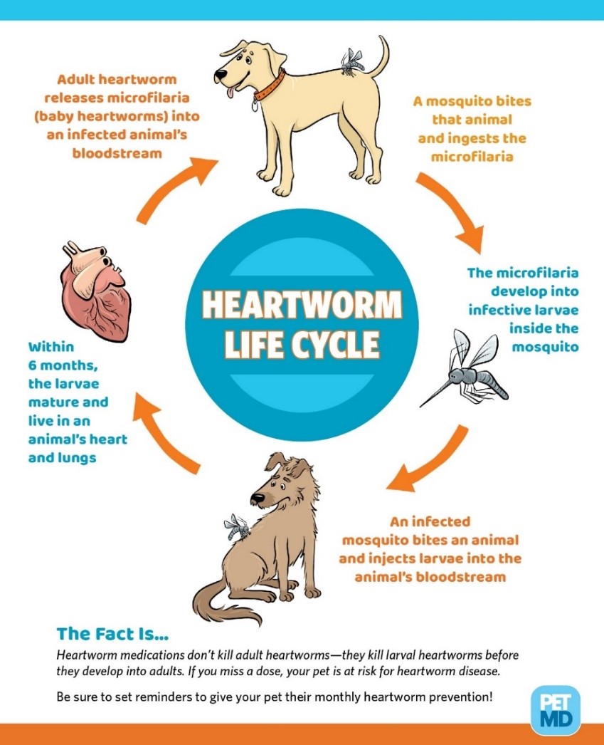 As the larvae grow, your pet will show symptoms such as lethargy, mild or persistent cough, fatigue, decreased appetite, weight loss, difficulty breathing, and may show signs of a swollen abdomen. 
#MVC #DrJones #aahaaccredited #april2024 #NationalHeartwormAwarenessMonth