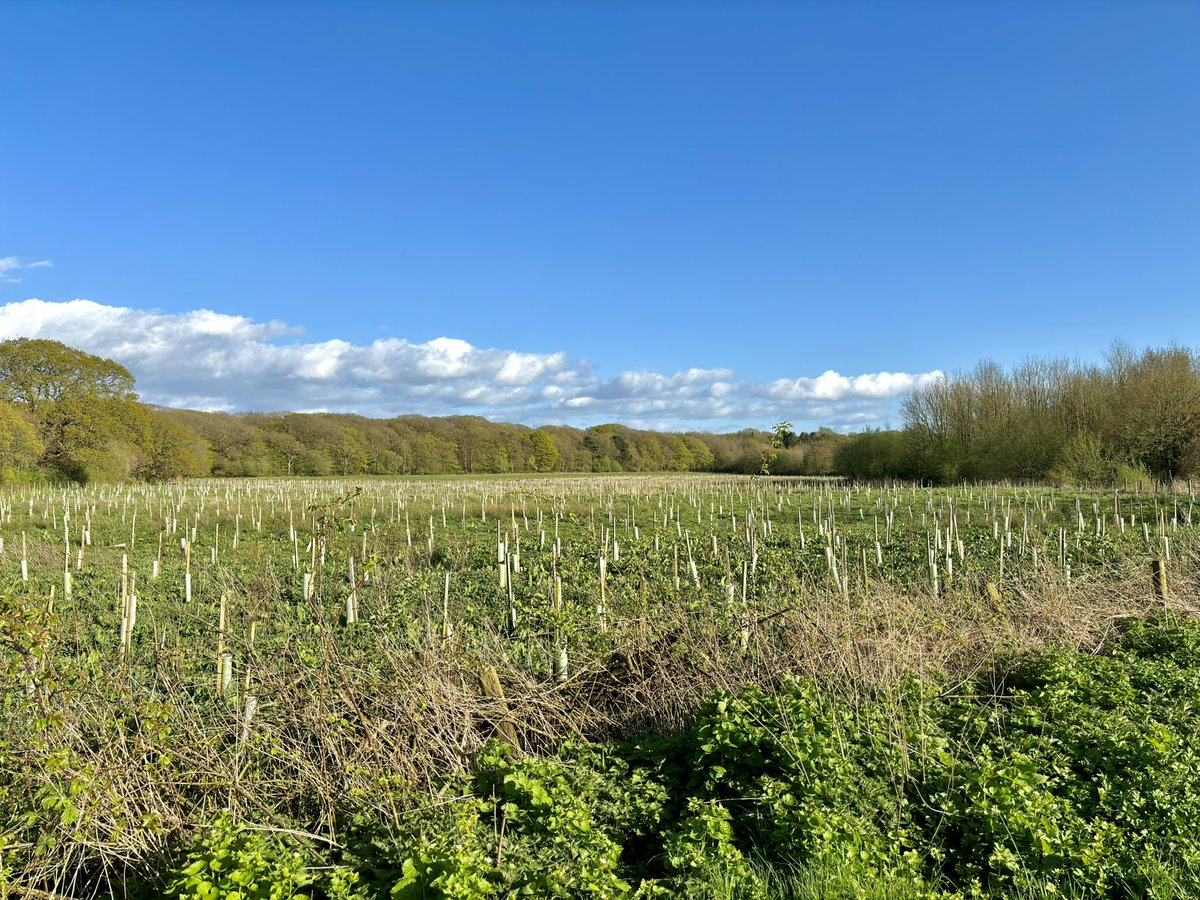 Kingmoor #Nature Reserve on a lovely sunny evening in Carlisle ☀️ #loveukweather #spring #blossom