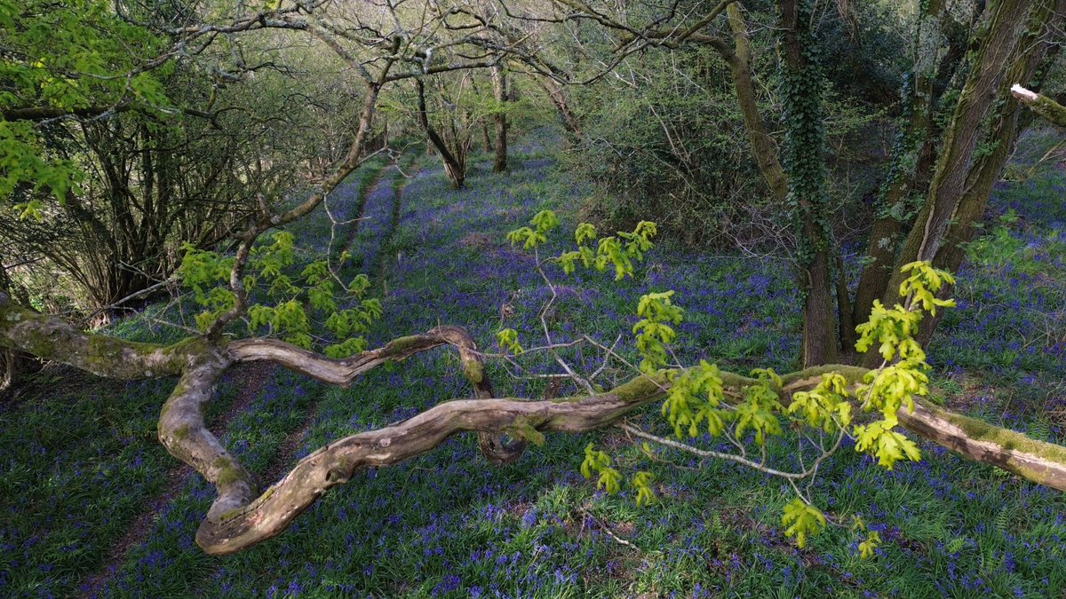 Looking down into the bluebells from an oak tree. 😀