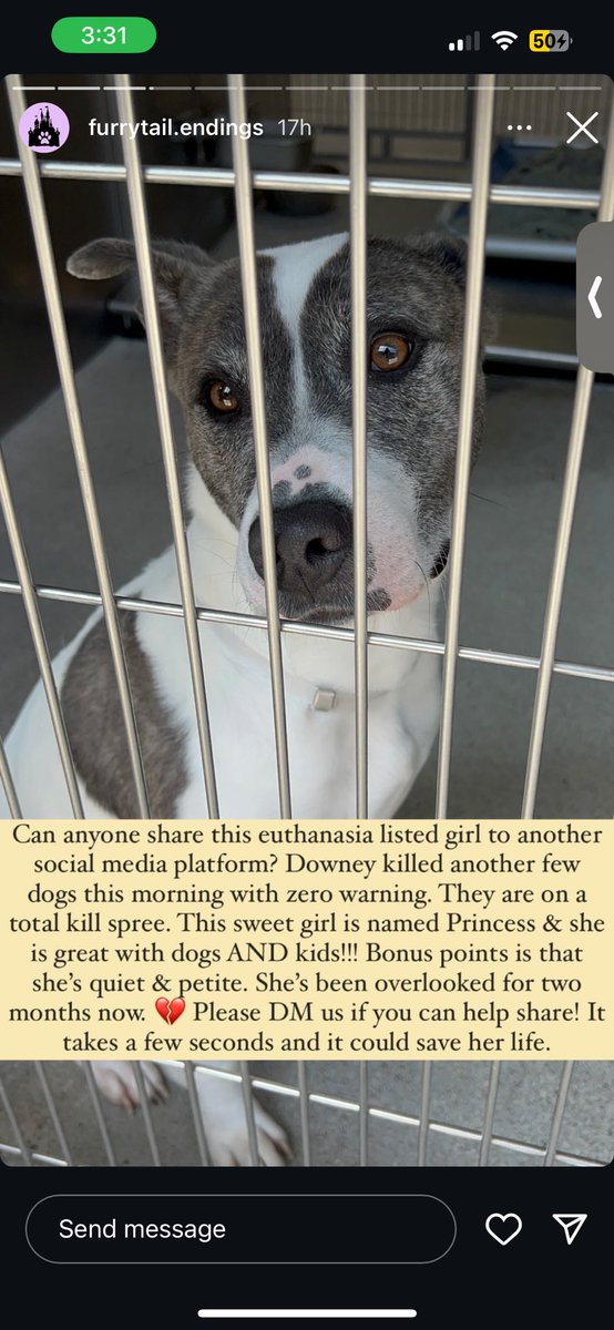 DANNI_BBTG's tweet photo. the beautiful dog is euthanasia listed due to overcrowded shelters. please share. she is in california and deserves a home🩷 https://t.co/WuFjC3IkKk