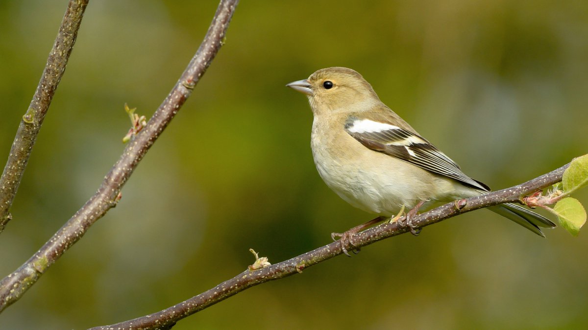 Mr and Mrs. #Chaffinch. I hope they'll bring their young'uns to the garden at some point. 

#TwitterNatureCommunity #BirdsofTwitter #nature #birdtwitter #wildlife #FinchFamily