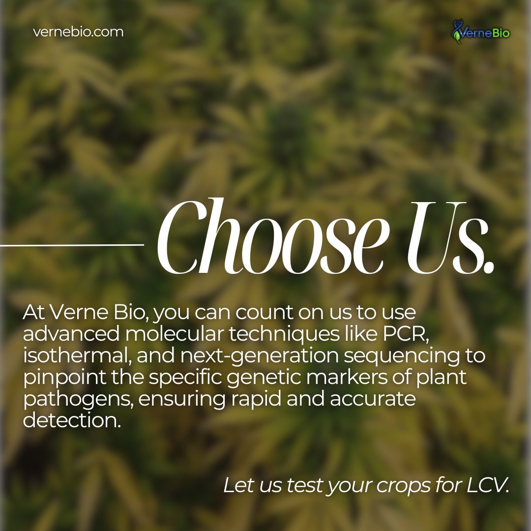 VerneBio's tweet photo. #LCV actually infects more plants beyond hemp and cannabis. The result? Lower yield, which affects the quality of your grow.
#hemp #vernebio #Farmers #agriculture #cannabisindustry #cannabiscommunity #cannabisculture #wetest #biotech #CannaLand #plantdnatesting #planttissue https://t.co/bB7mqxd0g4
