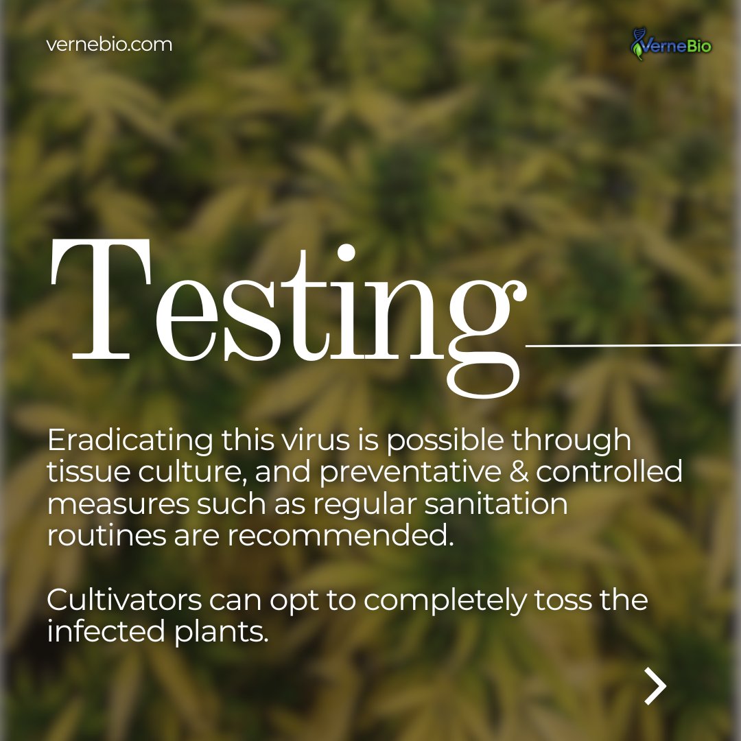 VerneBio's tweet photo. #LCV actually infects more plants beyond hemp and cannabis. The result? Lower yield, which affects the quality of your grow.
#hemp #vernebio #Farmers #agriculture #cannabisindustry #cannabiscommunity #cannabisculture #wetest #biotech #CannaLand #plantdnatesting #planttissue https://t.co/bB7mqxd0g4