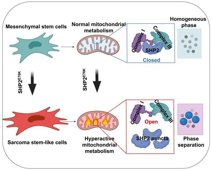 Phase separation of SHP2E76K promotes malignant transformation of mesenchymal stem cells by activating mitochondrial complexes: buff.ly/4df0bRO #Oncology #StemCells