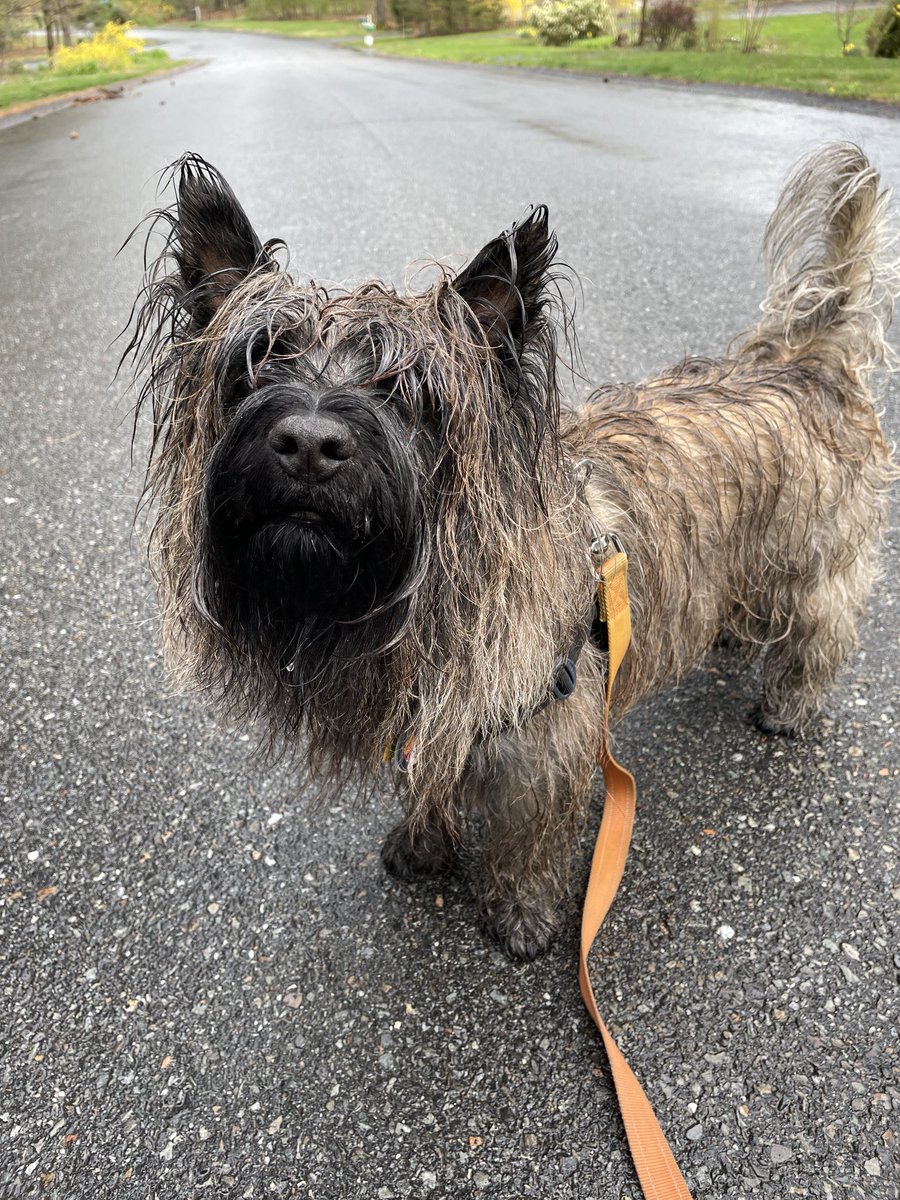 Rain stopped. Zombie patrol resumed. #ZSHQ 🌦️🧟‍♂️