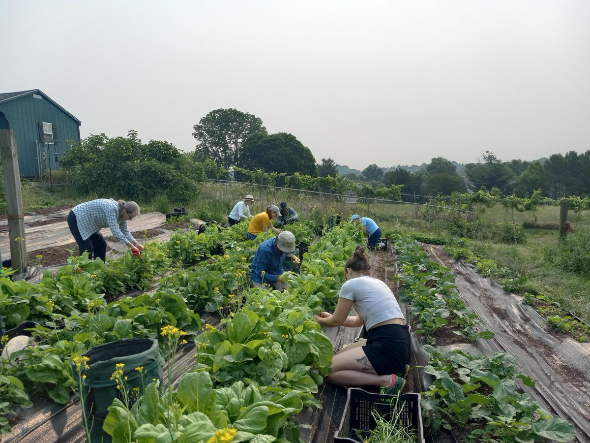 Gleaning season is almost here! Our first #gleaning trip of the season is May 21st at the Franciscan Monastery on Quincy St in Northeast DC. Find out more & sign up for your spot today online at dccentralkitchen.org/gleaning! #volunteer