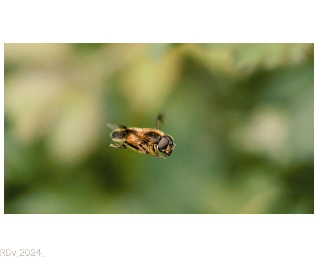 In flight #fly #wildlifephotography #WildlifeWednesday #wildlife #inflight #hovering #nature @ThePhotoHour