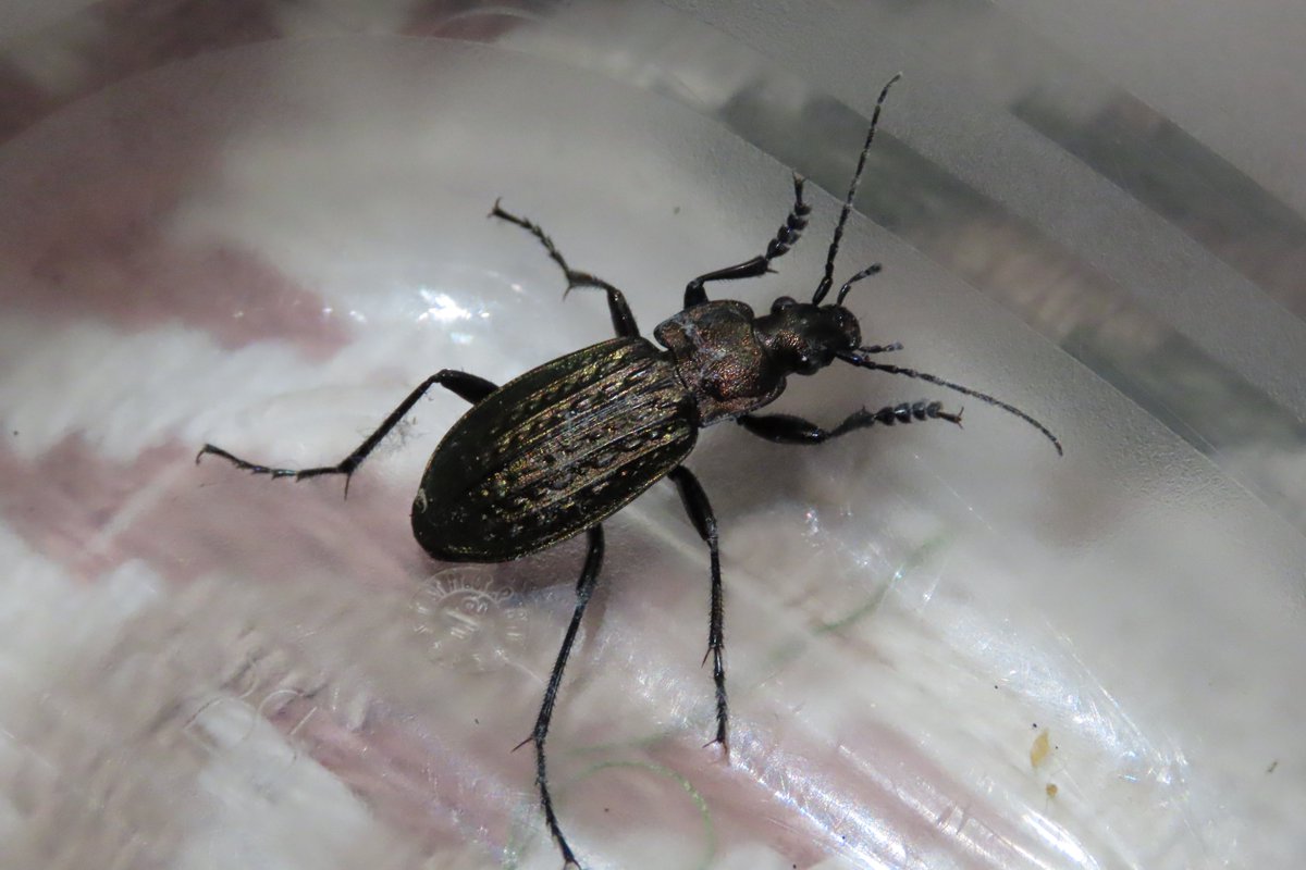 This beautiful #beetle Carabus granulatus, I think,in my bathroom tonight.