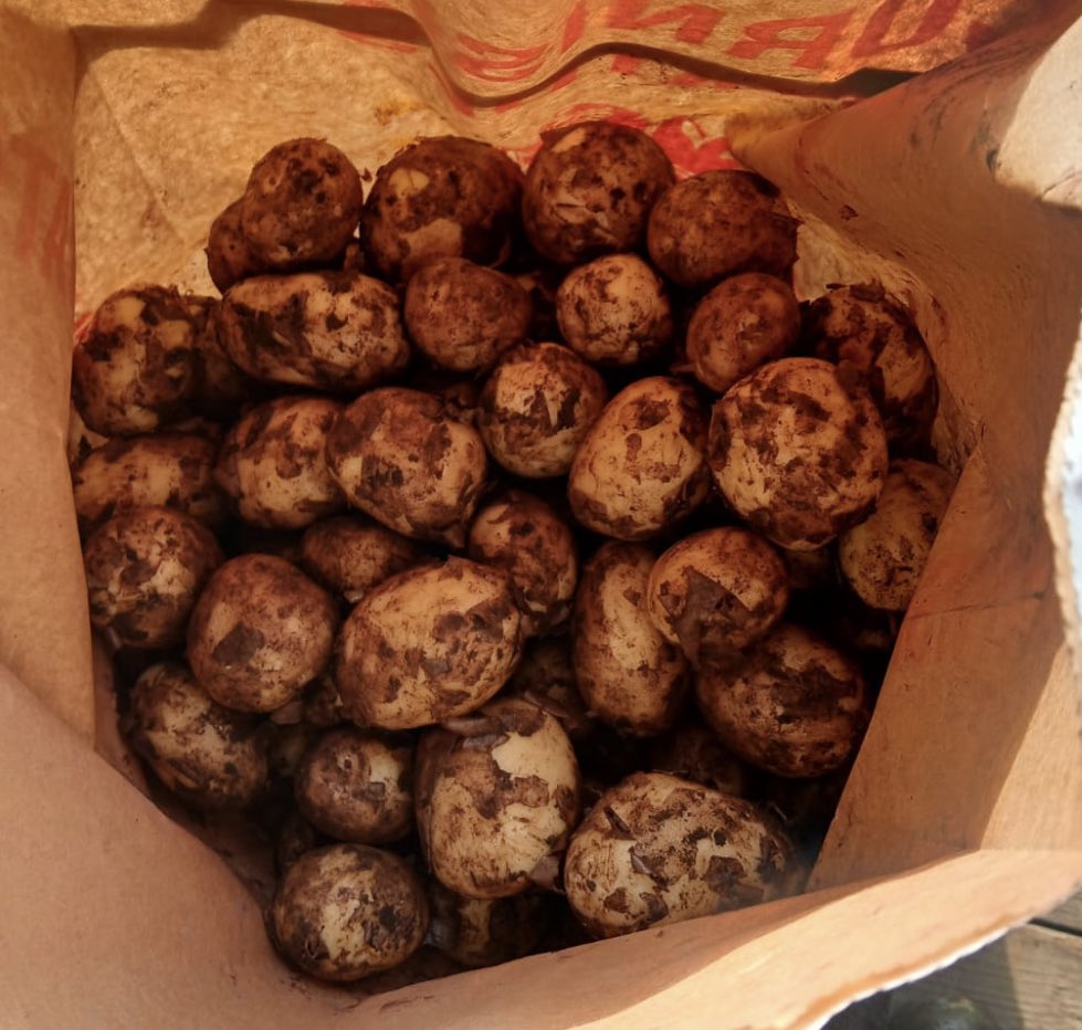 The First Cornish New Potatoes of the Season 
We are very lucky to have these because of the wet weather - around for a few days and then another gap 
Lets All Try To Support
Our Local Growers 
#Kernow #supportinglocalgrowers