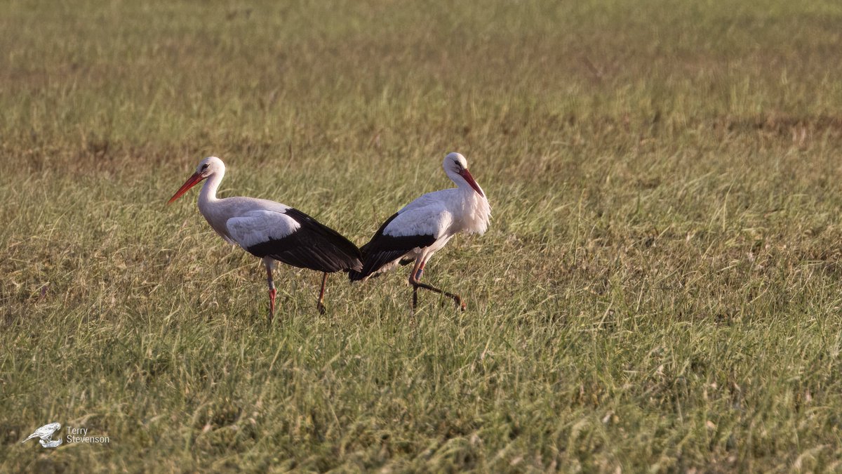 The two #White_Stork at #Coombe_Hill still present this evening at 7pm. Super find by @westburyjayner @gloswildlife @KneppWilding #GlosBirds