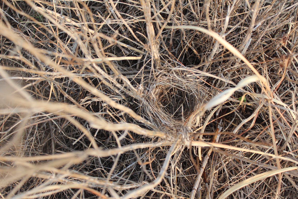 Applied Wildlife Ecology & Spatial Movement Lab tweet media