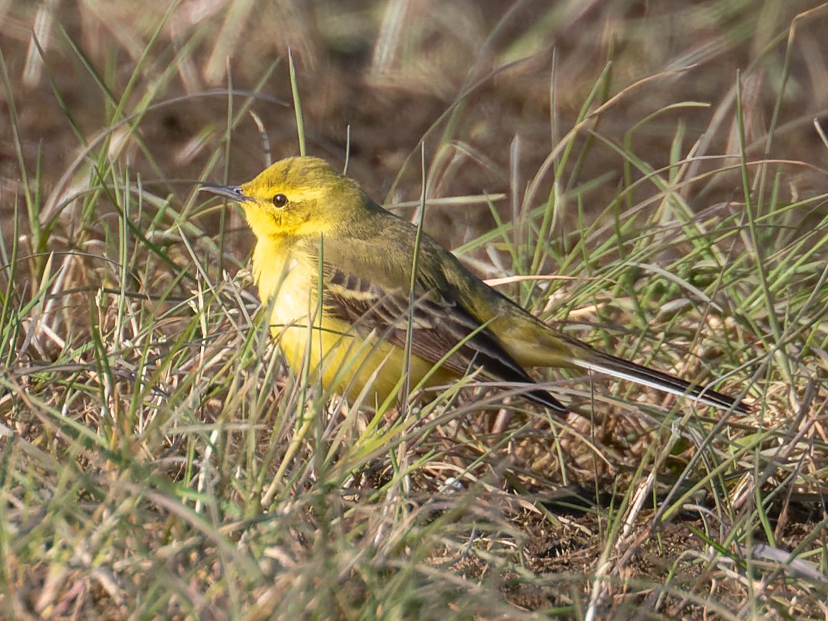 Yellow Wagtail at Leasowe Lighthouse This evening.