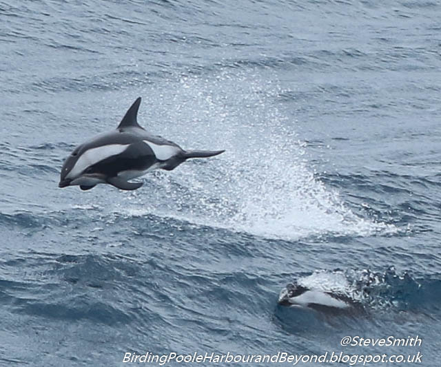 Post 13 of the Falklands, South Georgia & Antarctica Oceanwide Expeditions trip on 18 Jan 23 covers the Hourglass Dolphins we saw between the Falklands & South Georgia (note still working on Post 12) …ingpooleharbourandbeyond.blogspot.com/2024/04/18-jan…