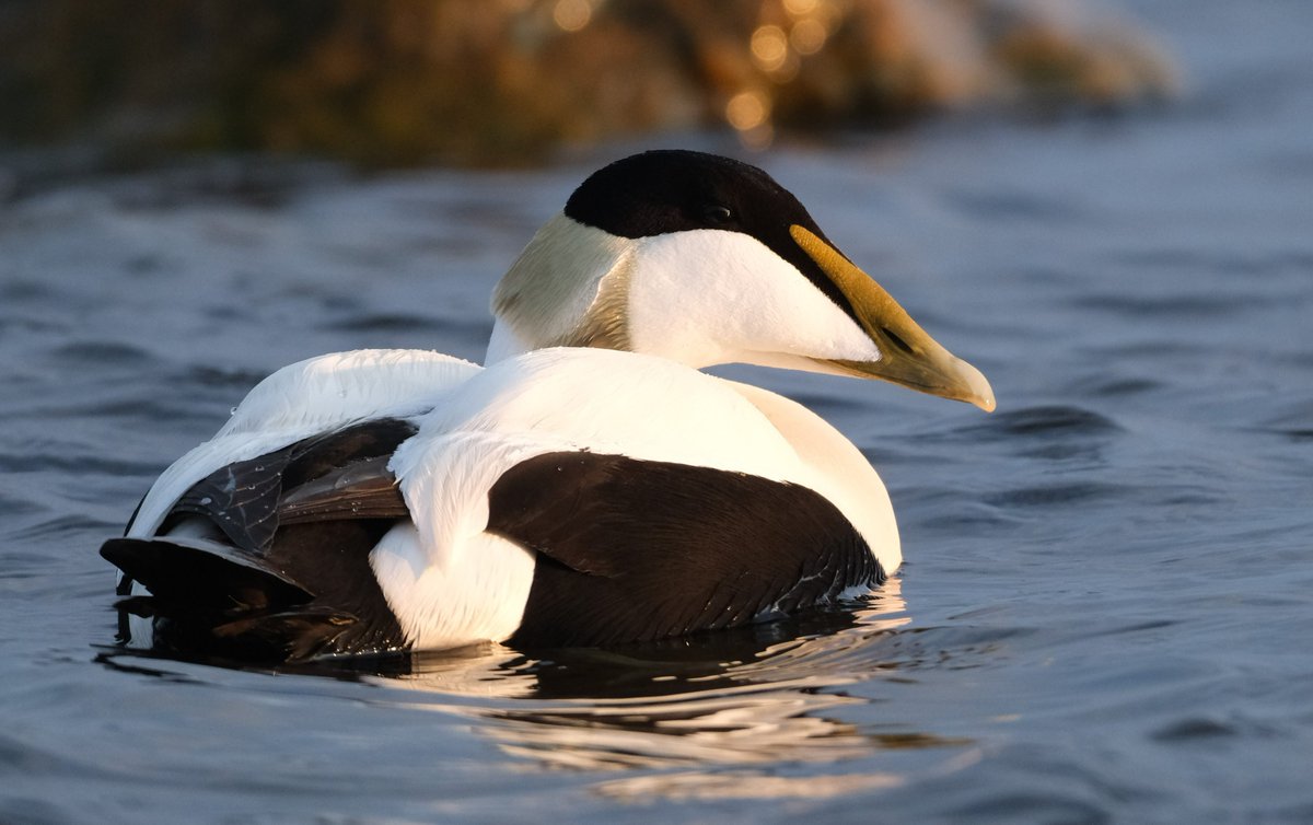 KnuuttilaS's tweet image. Haahkat. #Eider #Lauttasaari #Helsinki #GulfOfFinland