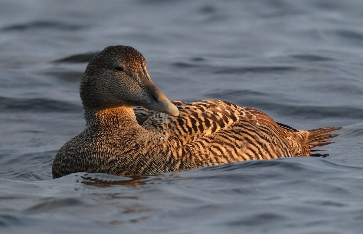 KnuuttilaS's tweet image. Haahkat. #Eider #Lauttasaari #Helsinki #GulfOfFinland