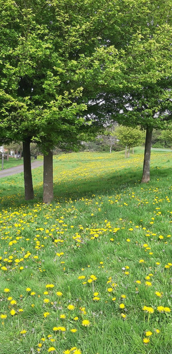 An amazing display of dandelions today. An essential source of nectar, especially for early pollinators. #nomowmay #biodiversity #naturerecovery #30x30