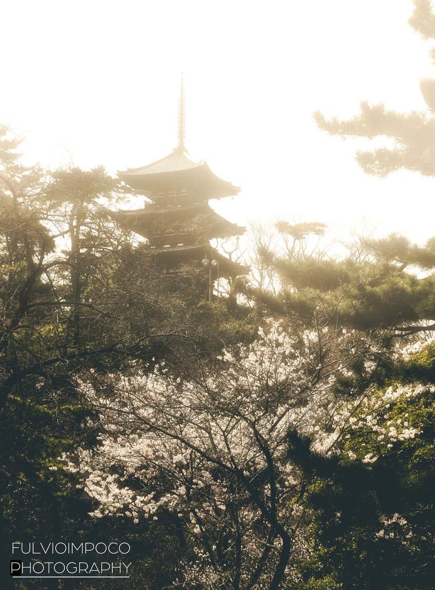 The tree of life

#Japan #Giappone #Japon
#photography #fotografia #fulvioimpoco