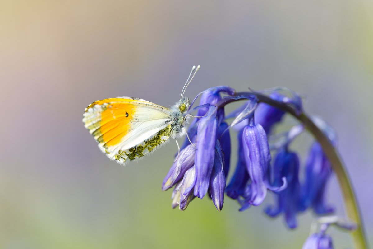 Orange tip on bluebell in the grounds @PrestonMontford #Shropshire this evening. @BC_WestMids @savebutterflies