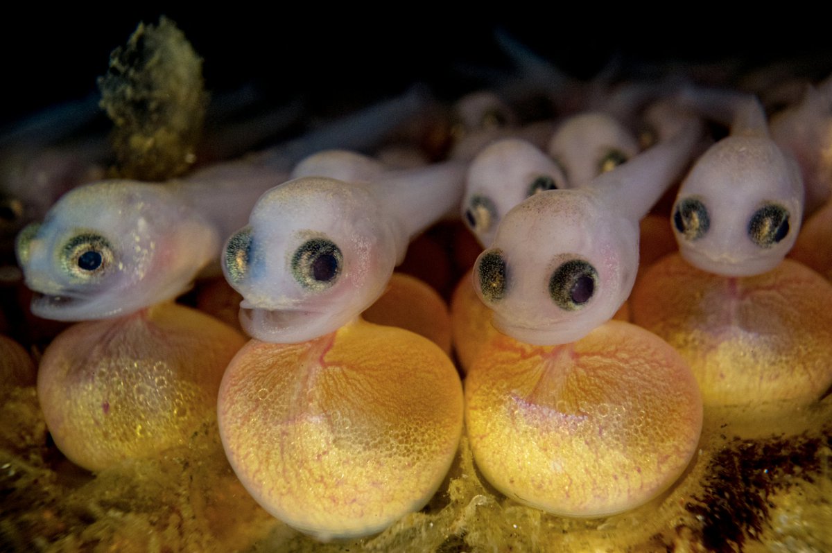 bioGraphic (@biographic) on Twitter photo Plainfin midshipmen migrate from the deep sea to the intertidal zone to spawn, and that’s when things really get loud. See our new Spotlight from photographer <a href="/ShaneGrossPhoto/">Shane Gross</a> for more: bit.ly/3QhruRz ✍️ @Sarah_Gilman Plainfin midshipmen migrate from the deep sea to the intertidal zone to spawn, and that’s when things really get loud. See our new Spotlight from photographer <a href="/ShaneGrossPhoto/">Shane Gross</a> for more: bit.ly/3QhruRz ✍️ @Sarah_Gilman