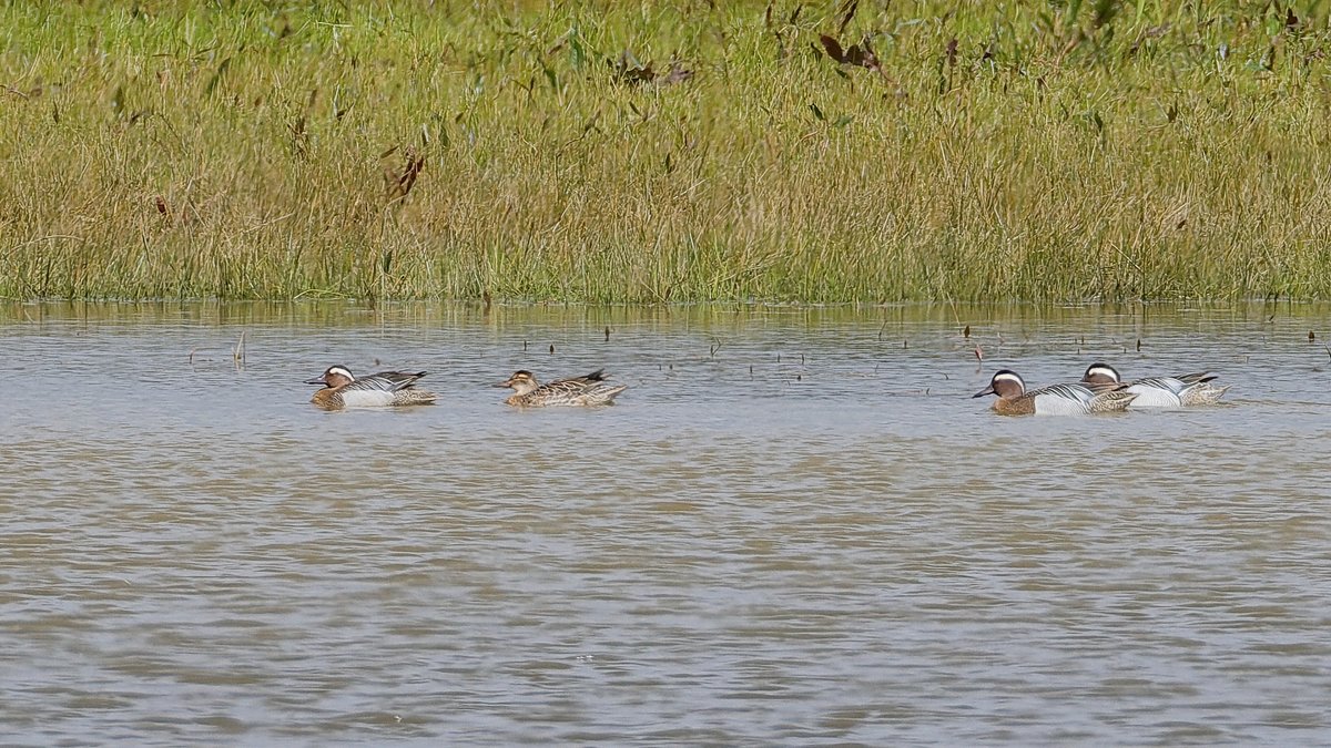 Sedge warbler, swift and four garganey today at @RSPBPulborough