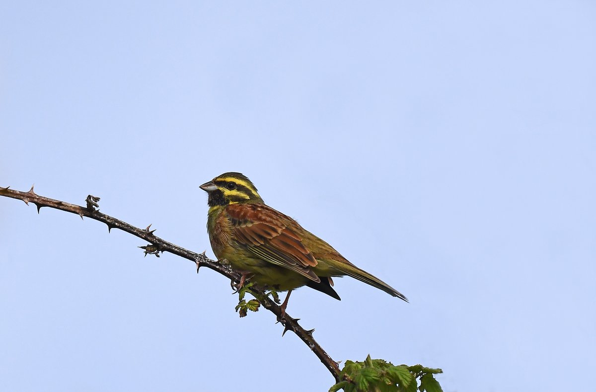 Cirl Bunting from a recent trip