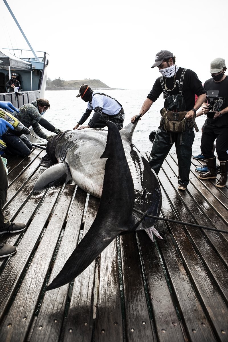 OCEARCH tweet picture