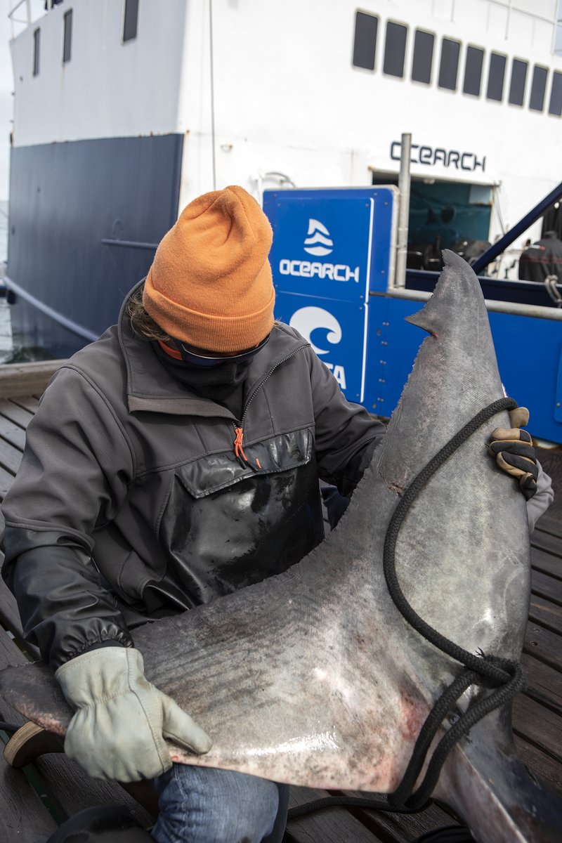 Mature male #whiteshark Mahone continues to move north offshore! Last week Mahone was hugging the inside edge of the Gulf Stream, staying close to eddies and blooms. He is now north of the Gulf Stream, pinging in over 300 nm east of Cape Cod, MA. 

ocearch.org/tracker/detail…