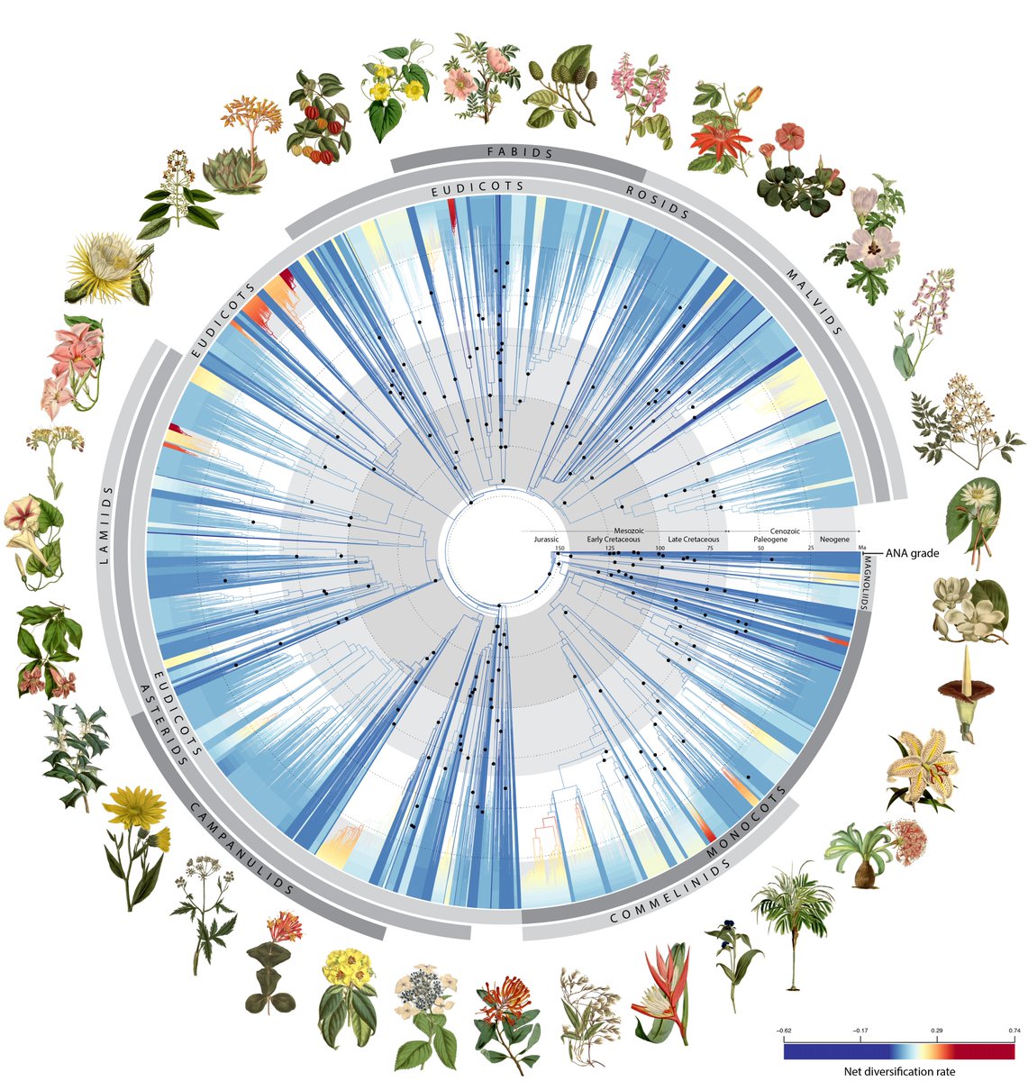 Brand spanking new flowering plant tree of life! Hot off the press @Nature. Huge thanks to @KewScience and all 279 co-authors for tireless graft on this for past 8 years. We hope you all like it! #angiosperms353 nature.com/articles/s4158…