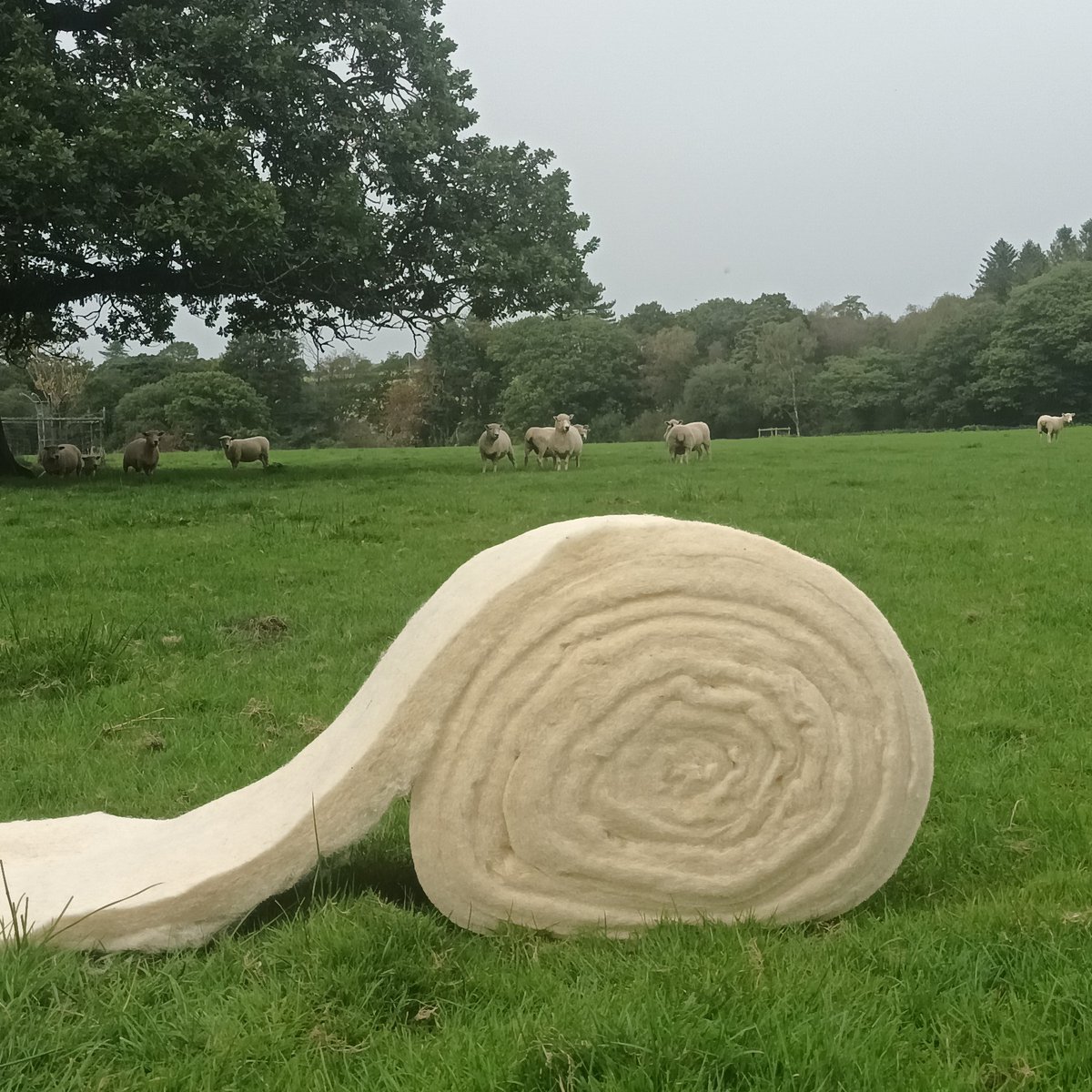 Meet Wool Insulation Wales, the dedicated duo, Mair and Ruth-Marie, behind TrueWool.
bit.ly/446GszF

#Insulation crafted from 100% #Traceable #WelshWool

Read more about how #TrueWool came about and the wool used in this product
#BritishWool #Wool