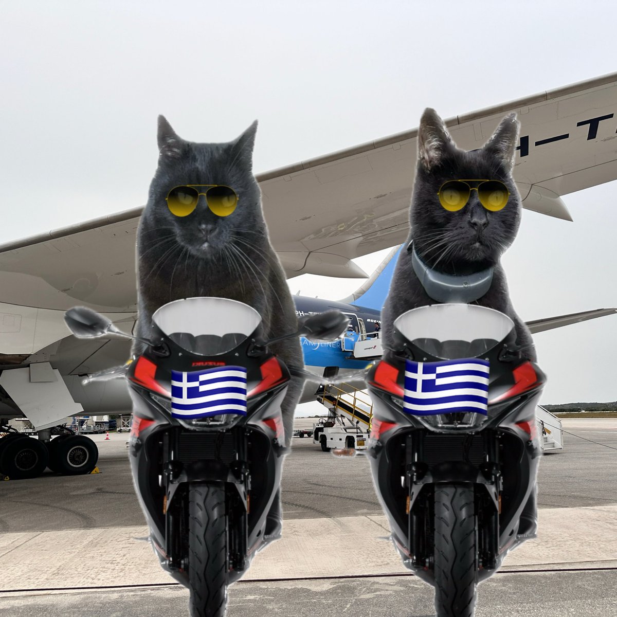 #Hedgewatch #theruffriderz #TwoGreekBrothers #PostcardFromKos @MunchPudding 💙🇬🇷💙This is where we started yesterday! This is the plane that brought Mánkas’s mums to Kos. They haven’t a clou we are here too! Meow!😹