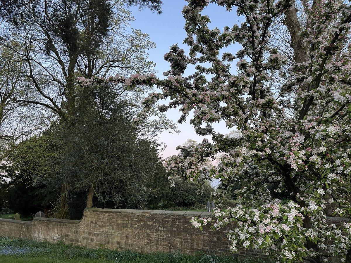 Cold & still on my #EveningWalk scent of Lilac and woodsmoke in the air, the churchyard Crab apple in full bloom, Jackdaws heading silently to their roost, must have had a busy day 😉🥾❄️🌸