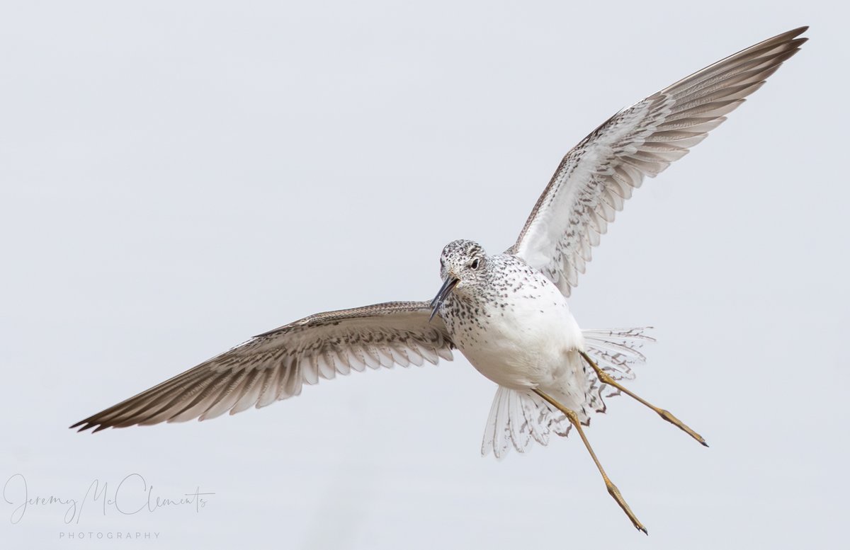 Normandy Marsh Marsh Sandpiper still showing well and defending it part of the lagoon. @HOSbirding @hantsbirdnews @HantsIWWildlife @BirdGuides #NaturePhotography @CanonUKandIE