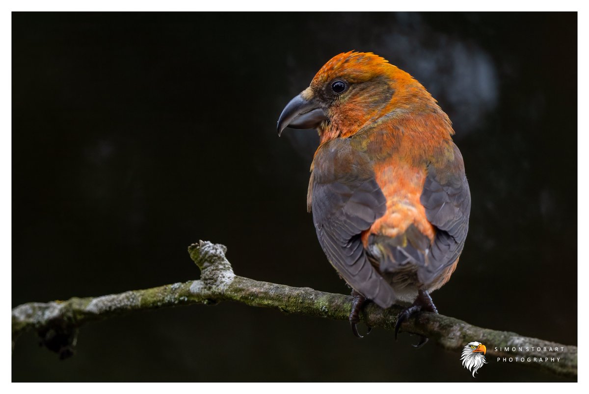 Male Crossbill on the Durham Moors recently. 
@teesbirds1
@teeswildlife
@DurhamBirdClub
@Natures_Voice
@NatureUK
@WildlifeMag
@BBCSpringwatch
@NTBirdClub
@CanonUKandIE
#naturephotographyday #birds #wildlifephotography