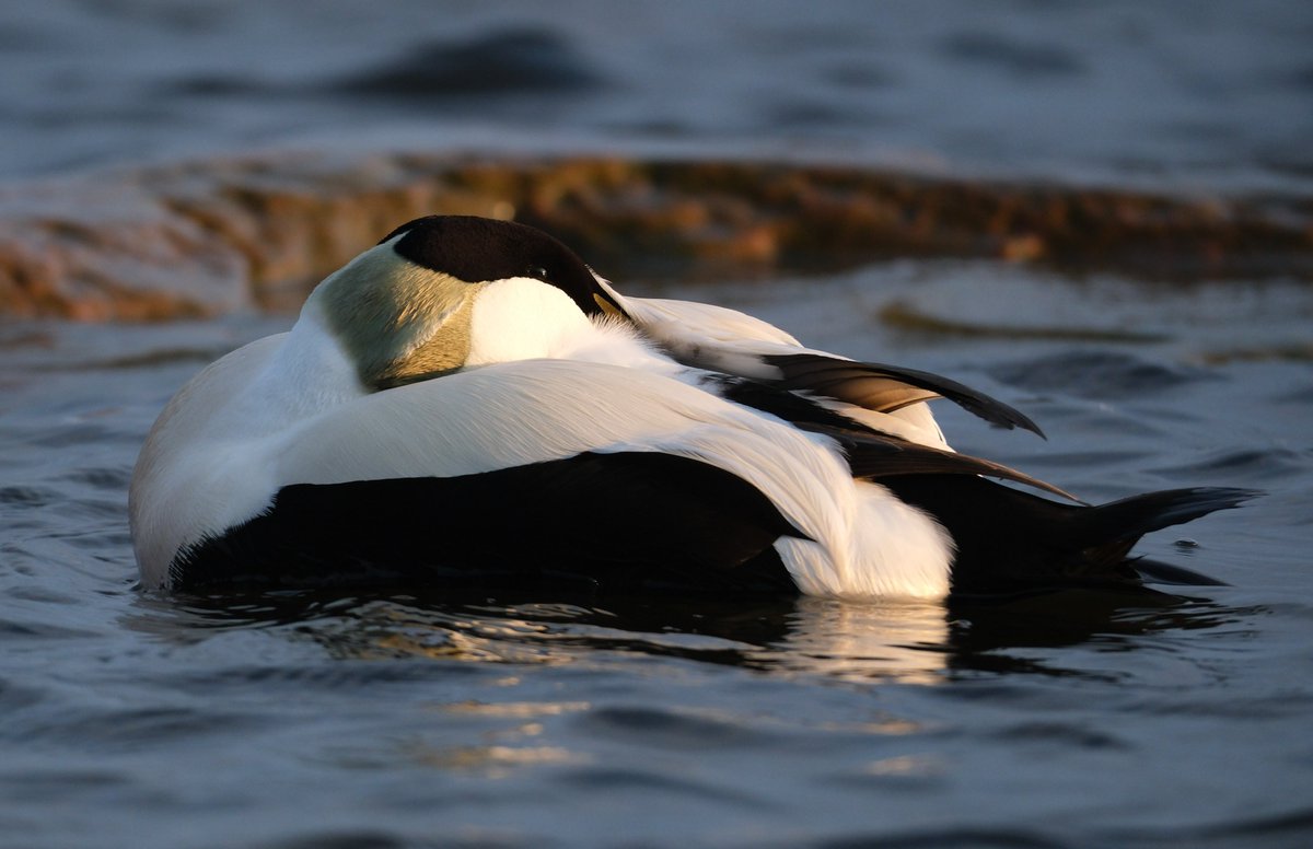 KnuuttilaS's tweet image. Haahkat. #Eider #Lauttasaari #Helsinki #GulfOfFinland