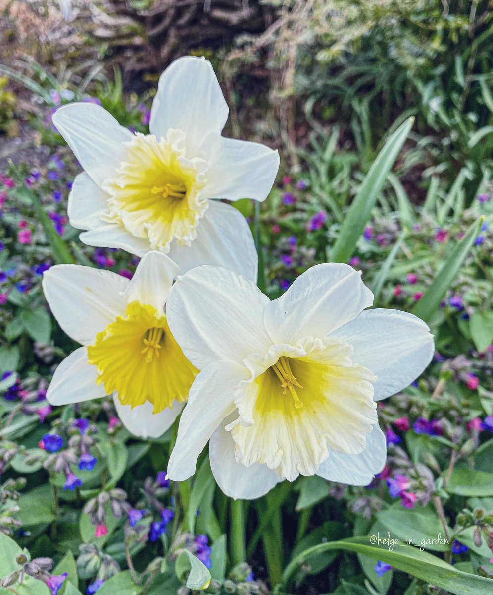 Narcissus «Mount Hood» in our April garden.😄
#Flowers #nature #NaturePhotography #gardening #gardens #Norway  #plants #NaturePhoto #daffodils