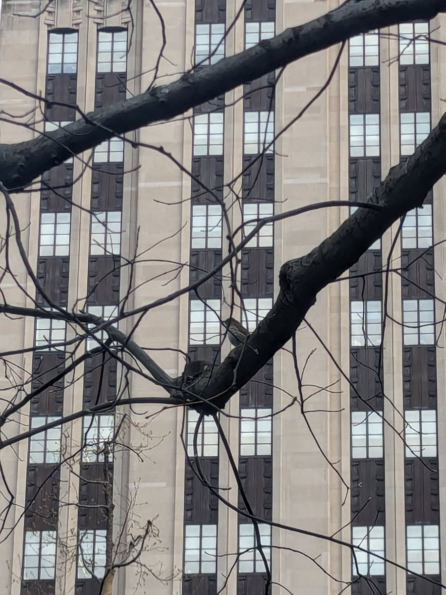 nofunfinn's tweet photo. @balsama hermit thrush downtown today 😍😍😍 https://t.co/y93aKcxAt4