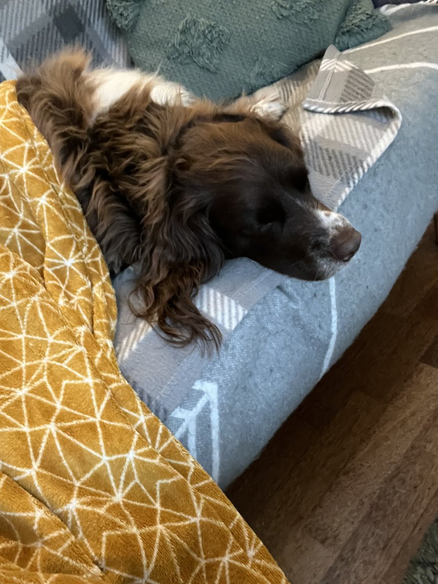 So angelic when napping…. #springerspaniel