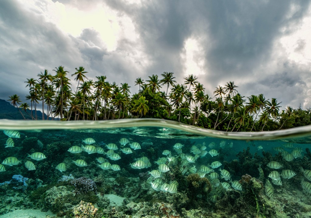 Right now, our global community is granted an opportunity to transform our planet’s future at the @UN's fourth session of the Intergovernmental Negotiating Committee on Plastic Pollution (INC-4), where leaders are working to establish a Global Plastics Treaty!

📸 @cmittermeier