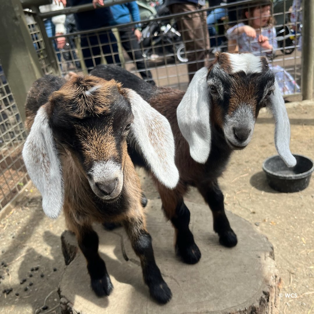 Just in time for a Spring Break visit, the zoo has welcomed two newborn mini-Nubian goats to our herd! Wren was born on 3/17 to mother Vesper, & Willet was born shortly after, on 3/26, to Whimbrel. Next time you visit, look out for the young goats in the Tisch Children’s Zoo!