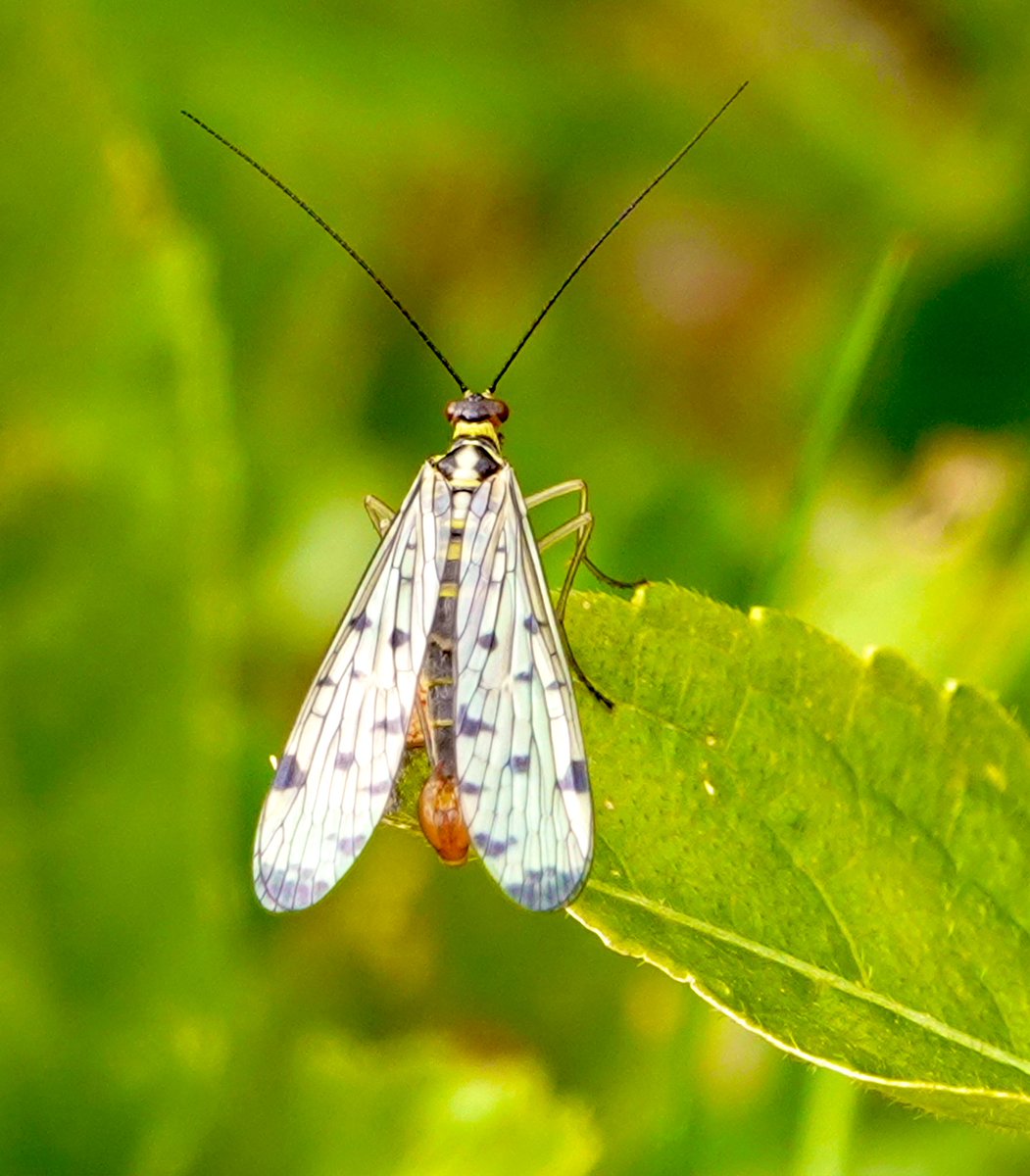 Quite a few Scorpion flies around at Badbury Rings today. One with a meal.