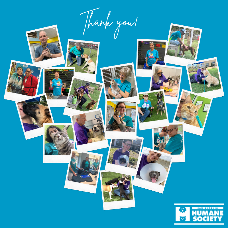 April 21-27, 2024 is #NationalVolunteerWeek! This week, the SAHS would like to recognize the over 200 active volunteers who dedicate their time & service in support of our mission. In 2023, these individuals provided an incredible 19,771 hours of service & fostered 670 pets ❤️
